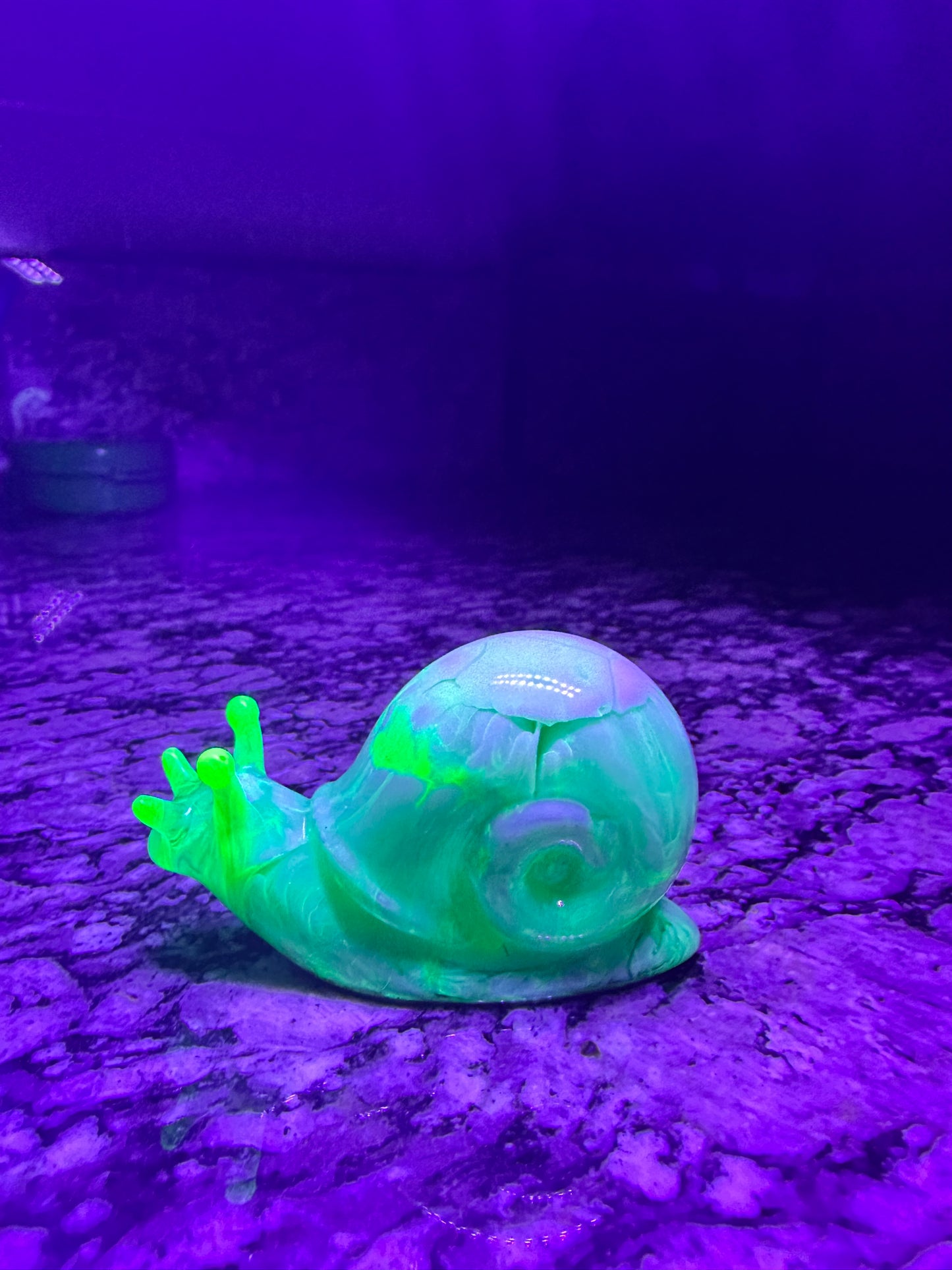 Marble Snail
